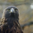 Golden Eagle (captive)